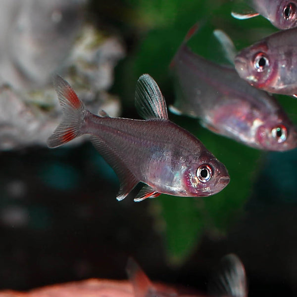 White fin Ornate Tetra 3cm (Group of 5)