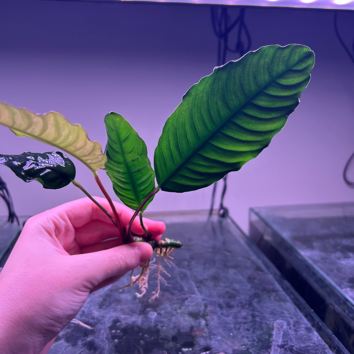 Anubias Coffeefolia - Bare Rhizome Aquatic Fish Tank Aquarium Plant