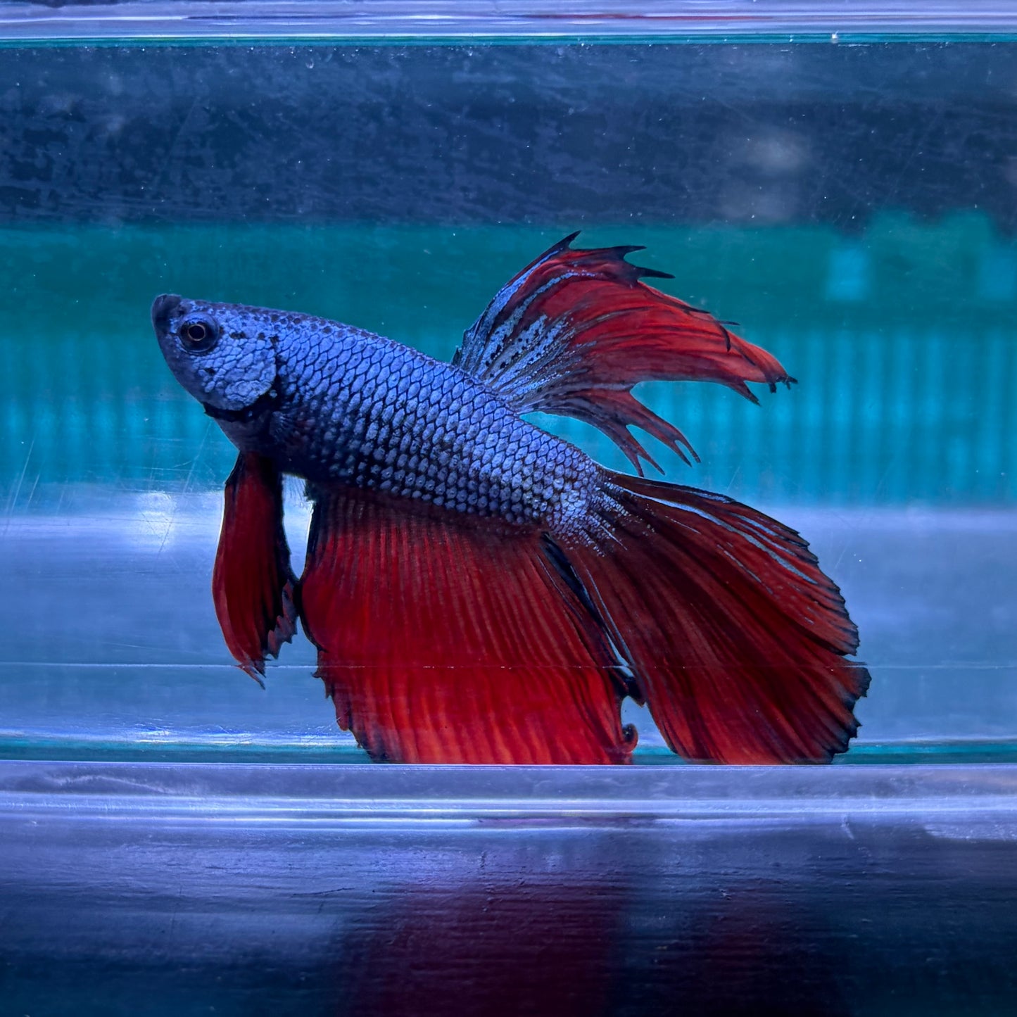 Super Delta Tail Male Betta 3.5cm (A)