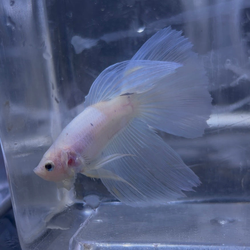 King Rose Tail Betta Male (B)