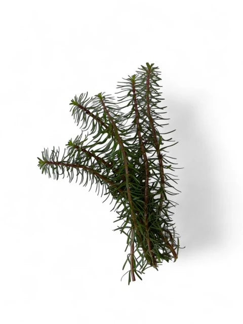 Myriophyllum Guyana