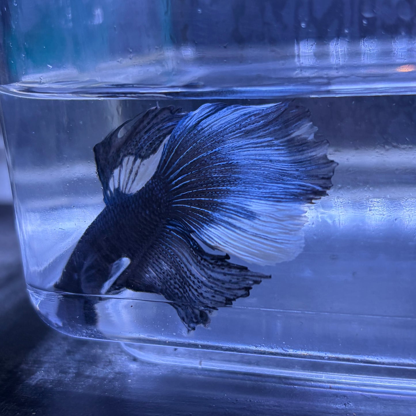 Super Delta Tail Male Betta 3.5cm (G)
