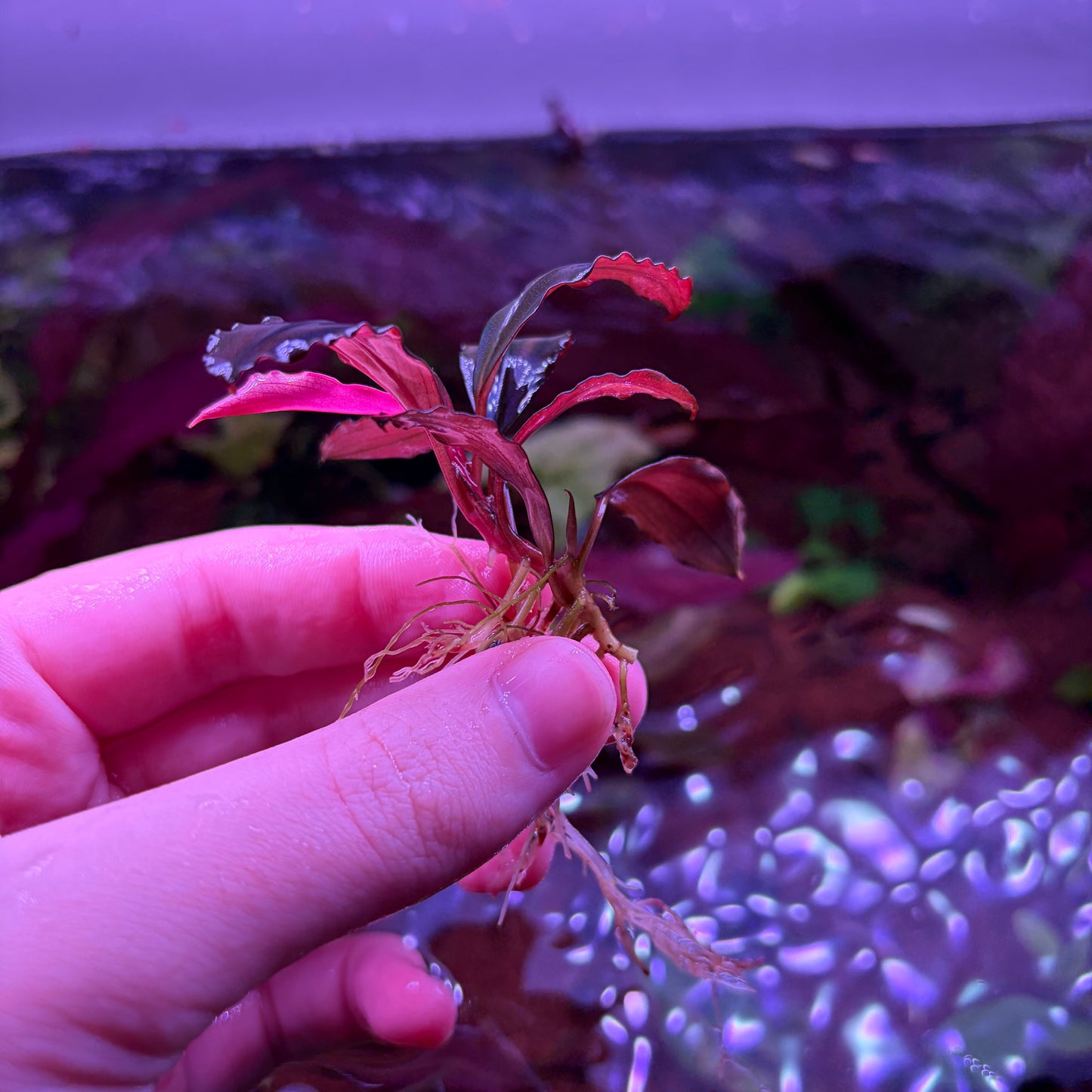 Bucephalandra Devil King