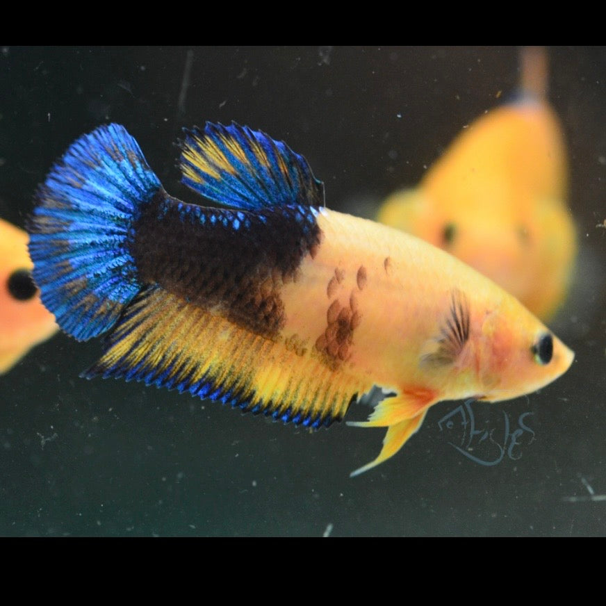 Yellow Hellboy HMPK Female Betta 4cm