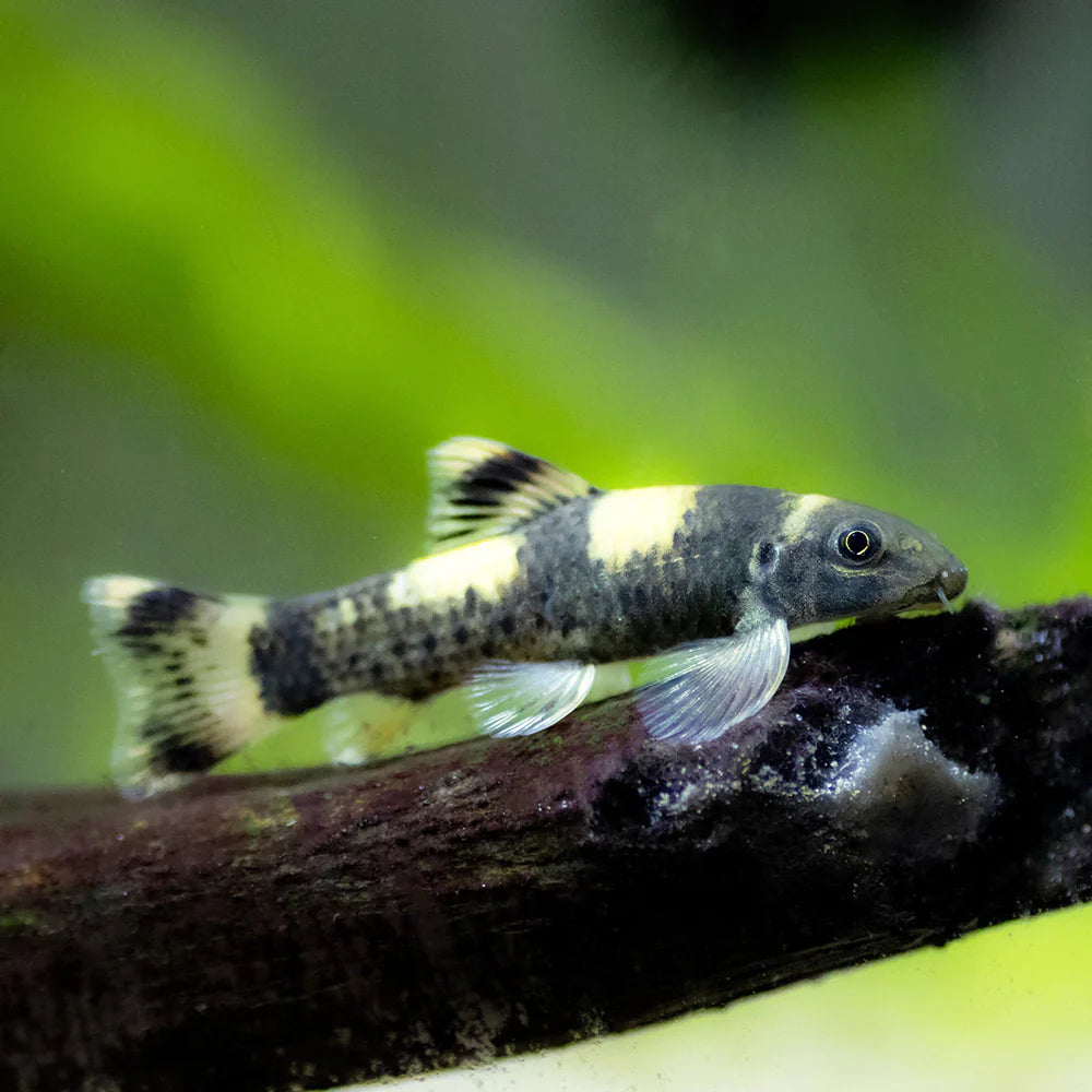 Panda Garra 3cm