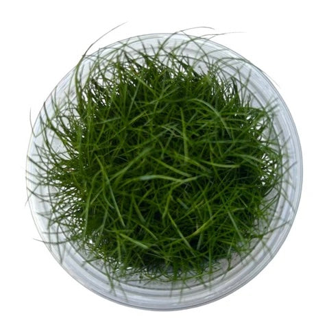 Eleocharis Acicularis ‘mini’ - Tissue Culture