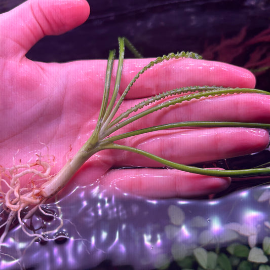 Crinum calamistratum