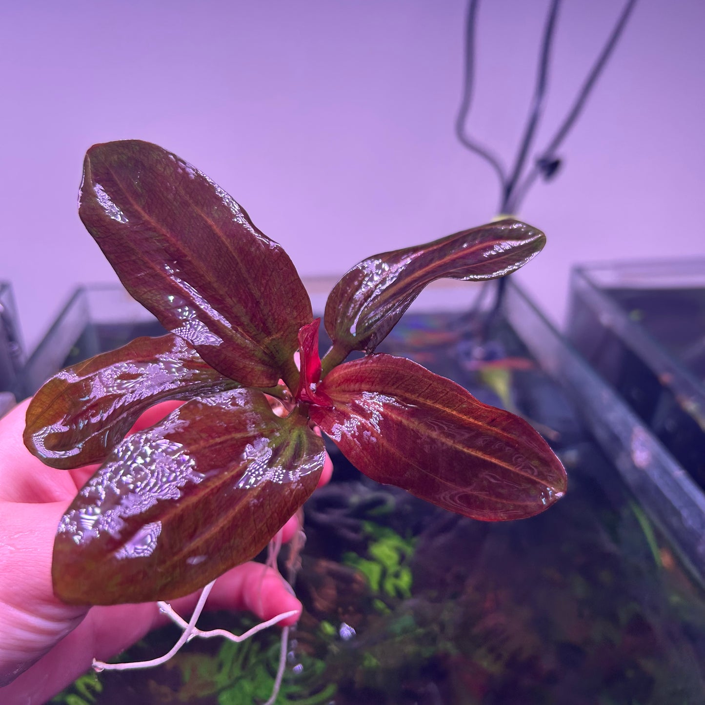 Echinodorus Hadi Red Pearl