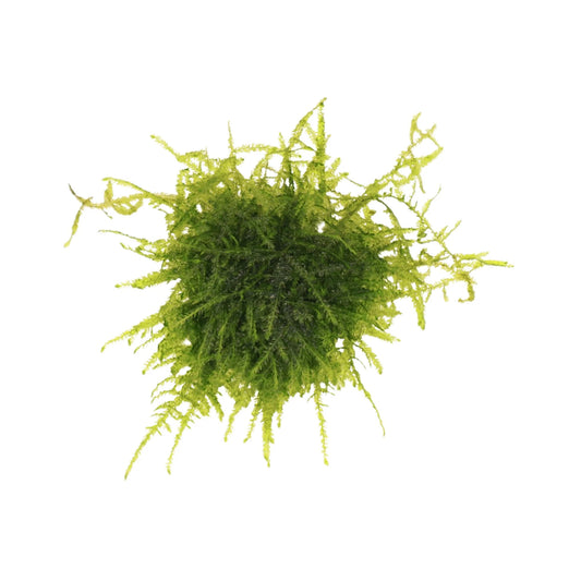 Peacock Moss - AquaLabs
