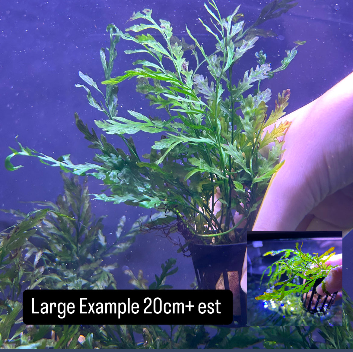 African Water Fern ‘Bolbitus heudelotii’ - Aquarium Fish Tank Aquatic Plant