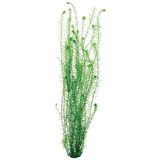 Mayaca fluviatilis