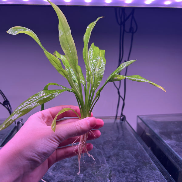 Amazon Sword Echinodorus Amazonicus ★