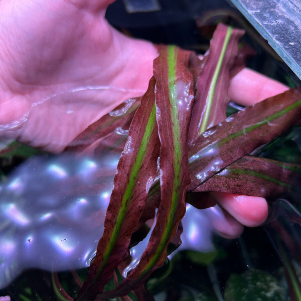 Crypt Spiralis Red - 20cm+ ★