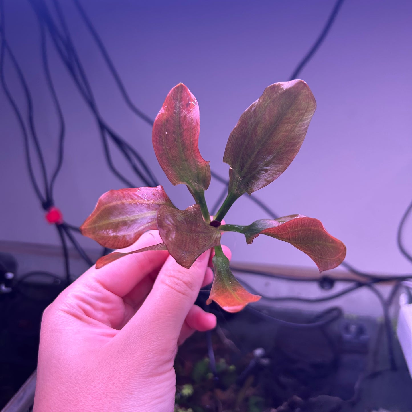 Echinodorus Hadi Red Pearl