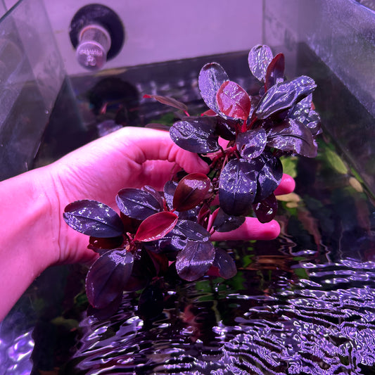 Bucephalandra Bloodmoon 3-4+ leaf cutting submersed grown aquarium fish tank plant