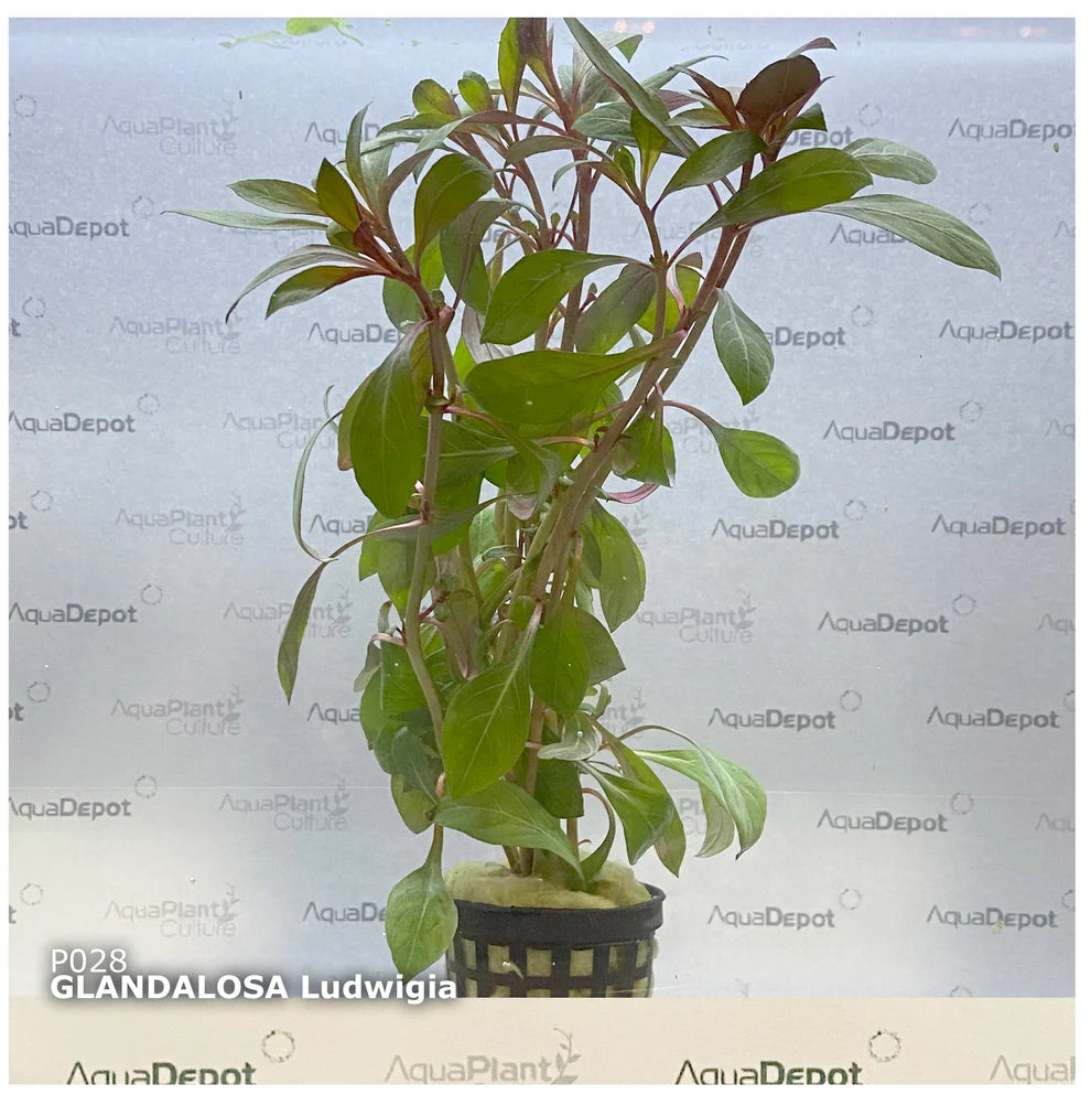 Ludwigia repens ‘Rubin’