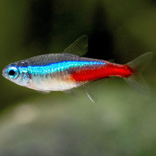 Neon Tetra 2.5cm (5x Fish)