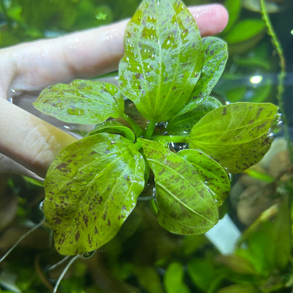Echinodorus Green Ozelot ★