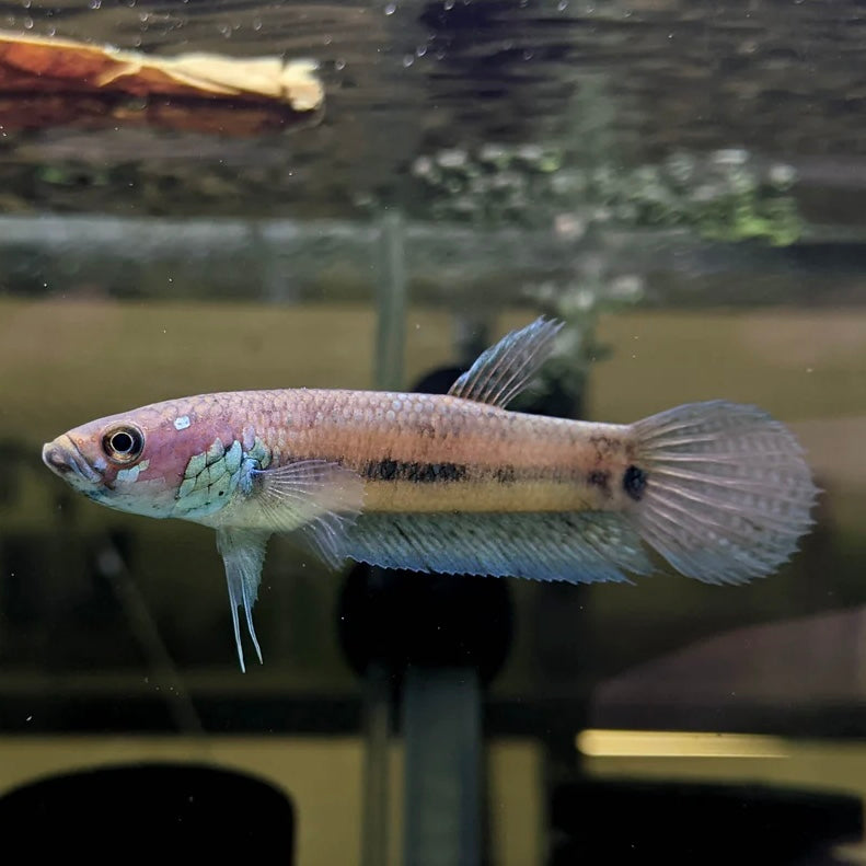 Betta Ocellata Wild Pair 8cm