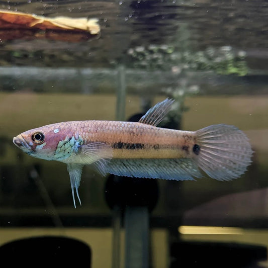 Betta Ocellata Wild Pair 8cm