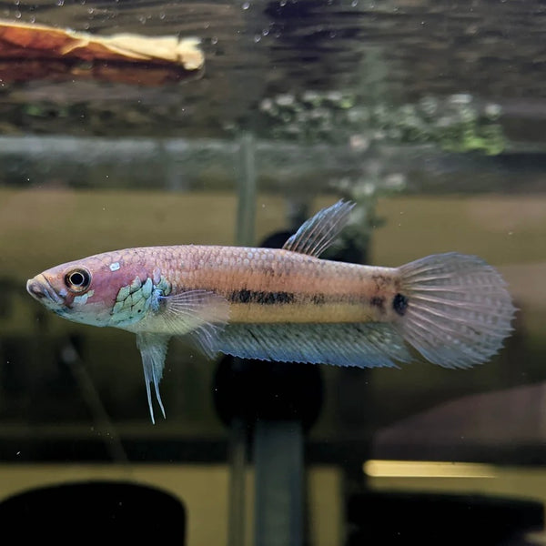 Betta Ocellata Wild Pair 8cm