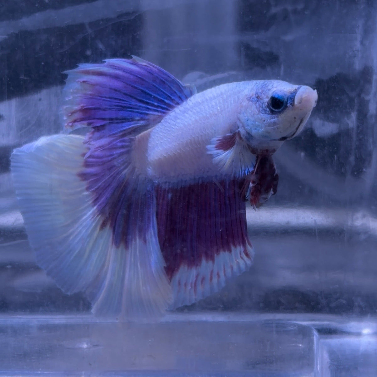 Super Delta Tail Male Betta 3.5cm (C)