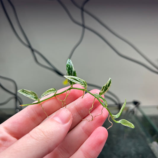 Variegated Rhaphidophora Beccarii RARE