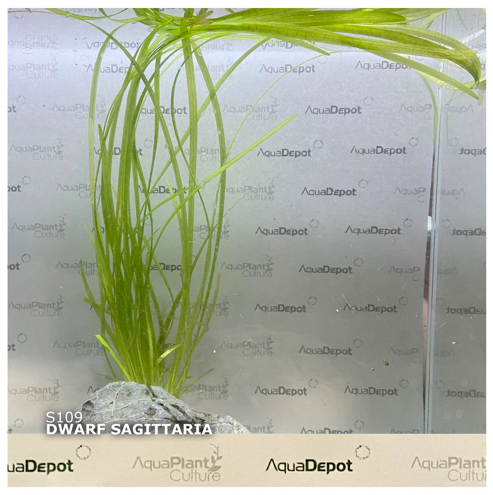 Sagittaria subulata ‘Dwarf Sag’