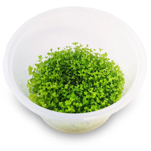 Micranthemum 'Takashi Carpet' - Tissue Culture