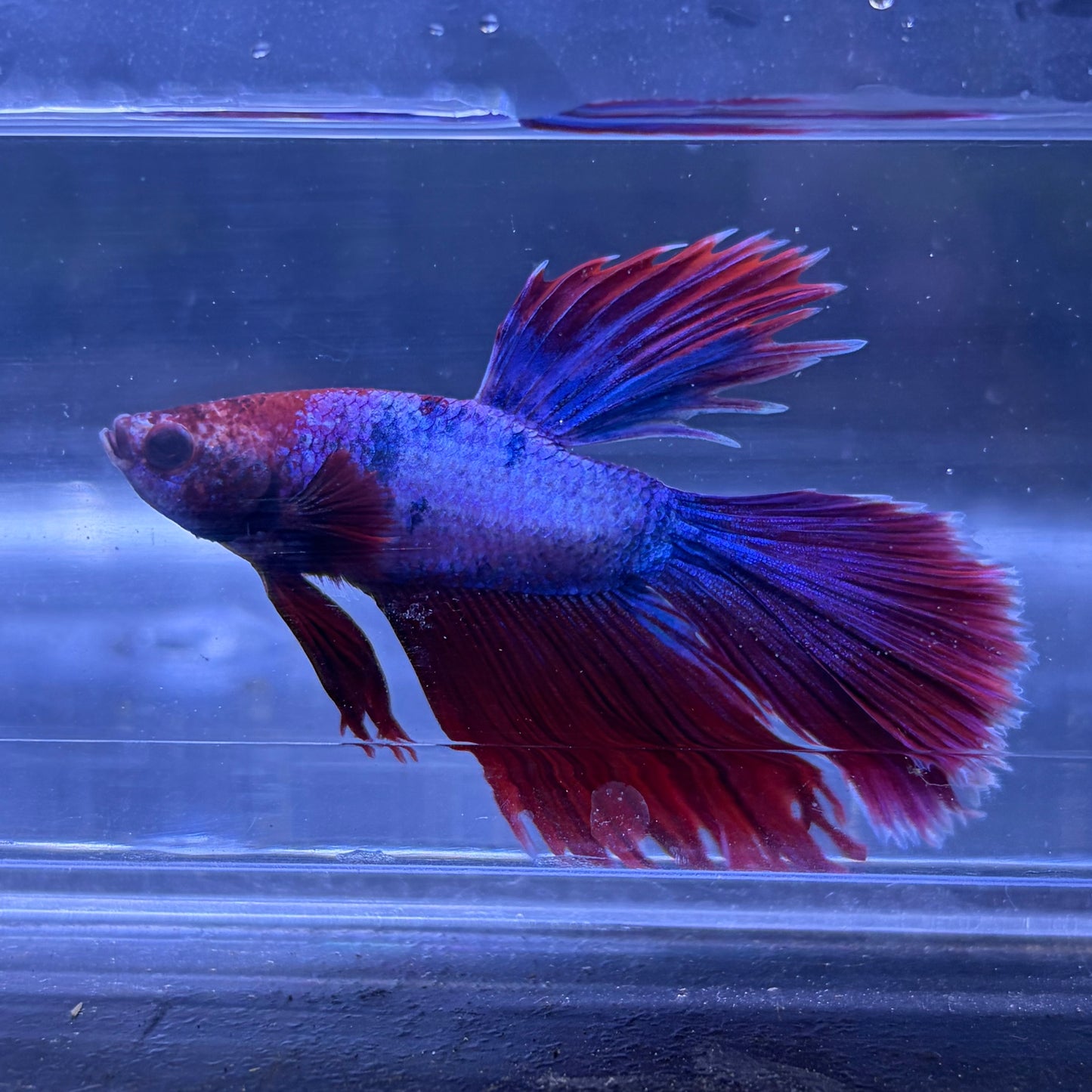 Super Delta Tail Male Betta 3.5cm (J)