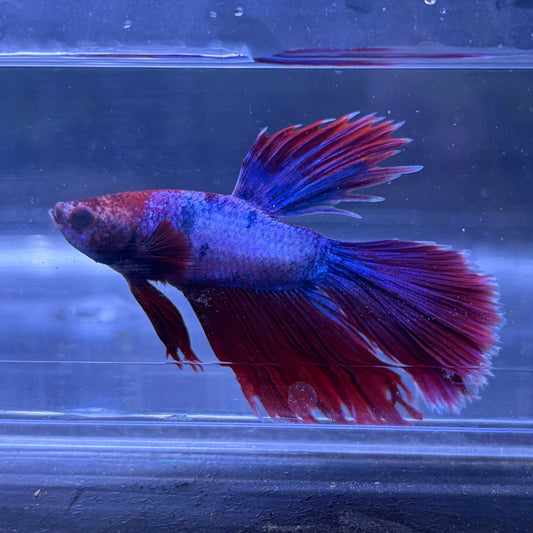 Super Delta Tail Male Betta 3.5cm (J)