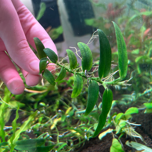 Rhaphidophora Beccari - Aquarium Plant RARE