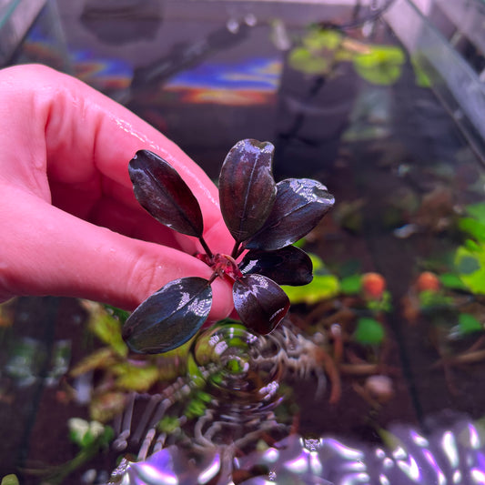 Bucephalandra Pandora Queen - Submersed grown 4-5 leaf + cutting