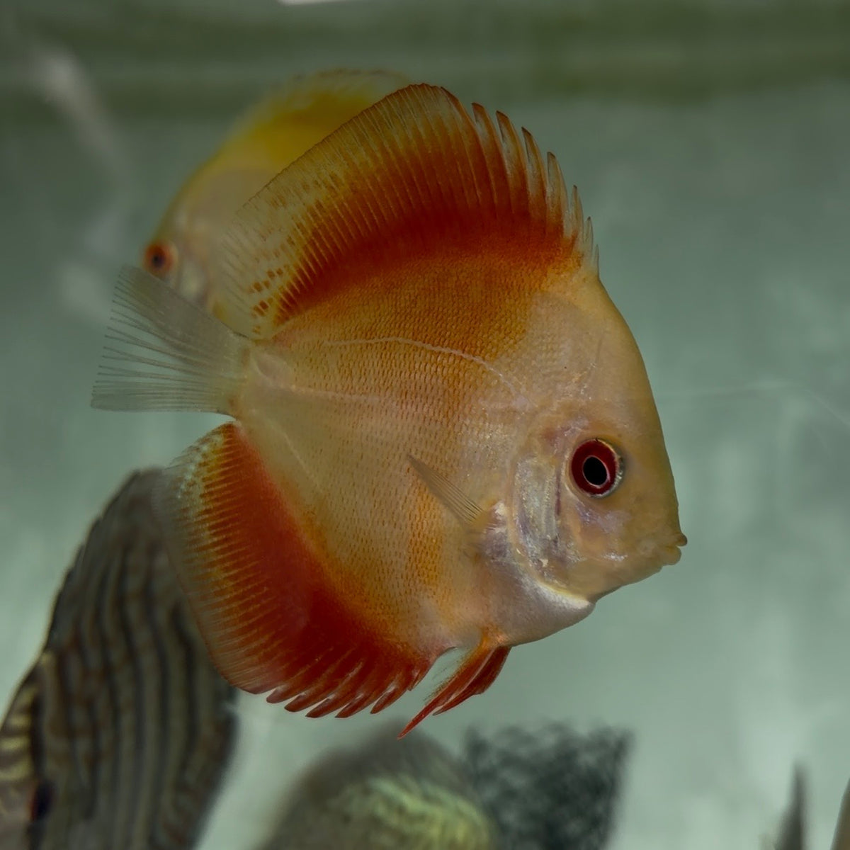 Assorted Discus 5-6cm