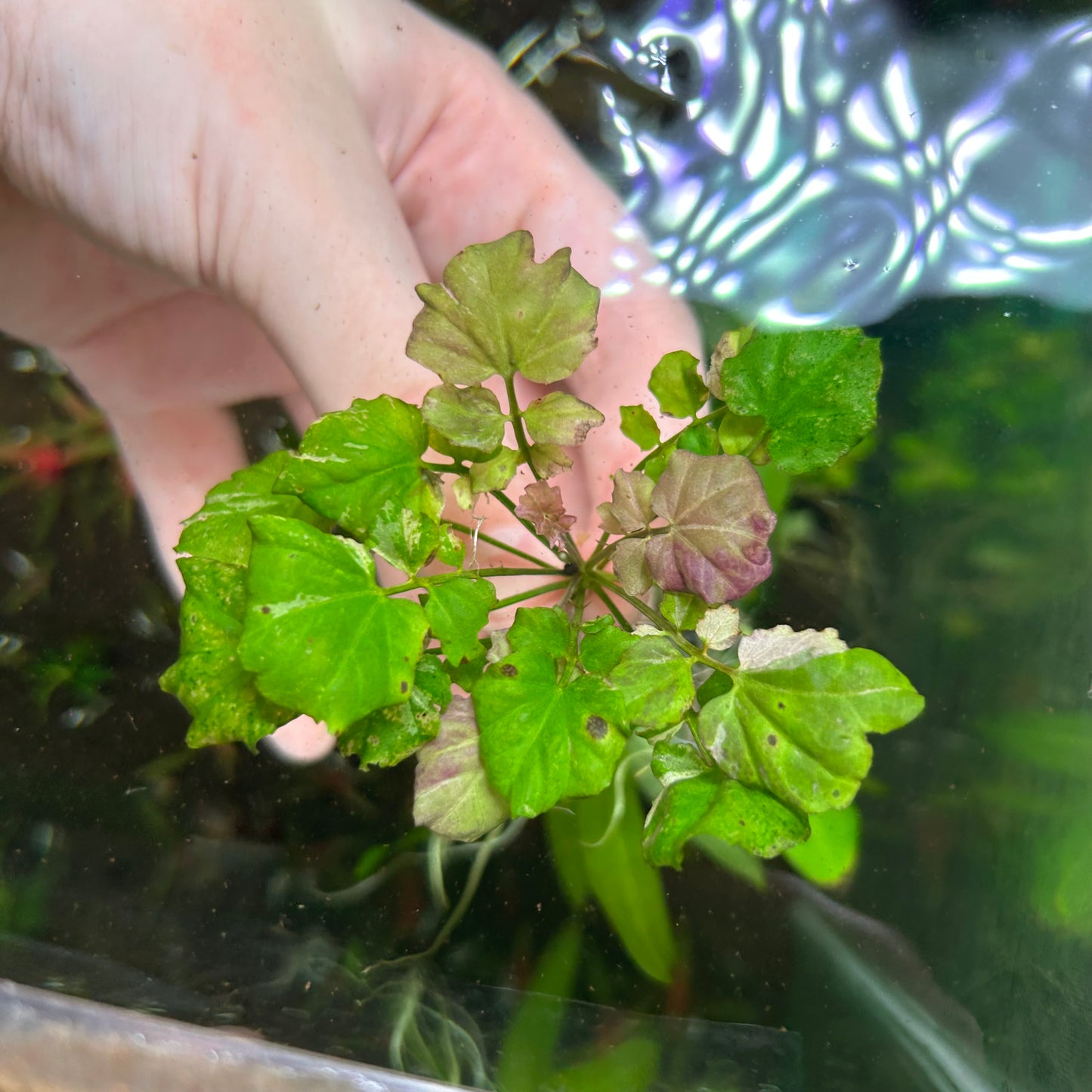 Cardamine Japonica Variegated