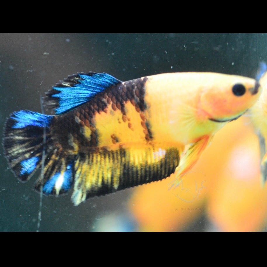 Yellow Hellboy HMPK Female Betta 4cm