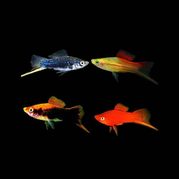 Assorted Swordtail 3.5cm