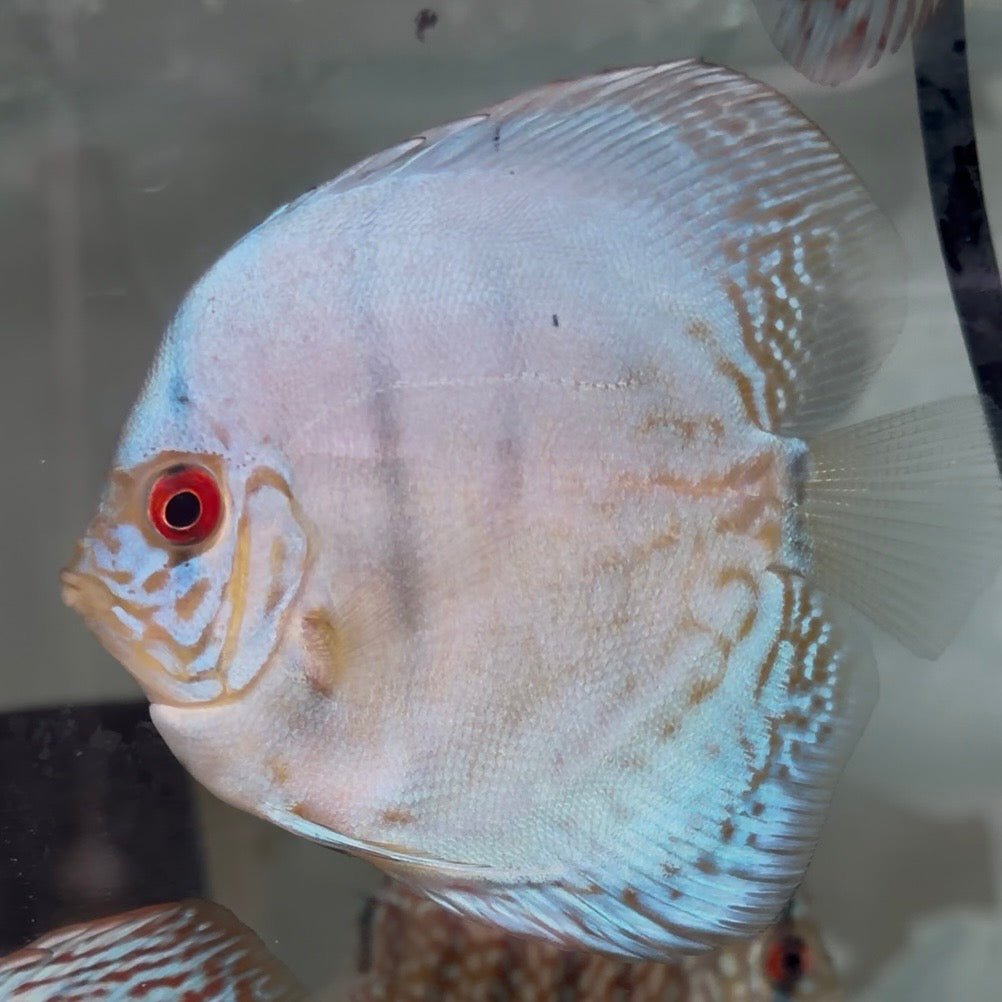 Assorted Discus 5-6cm