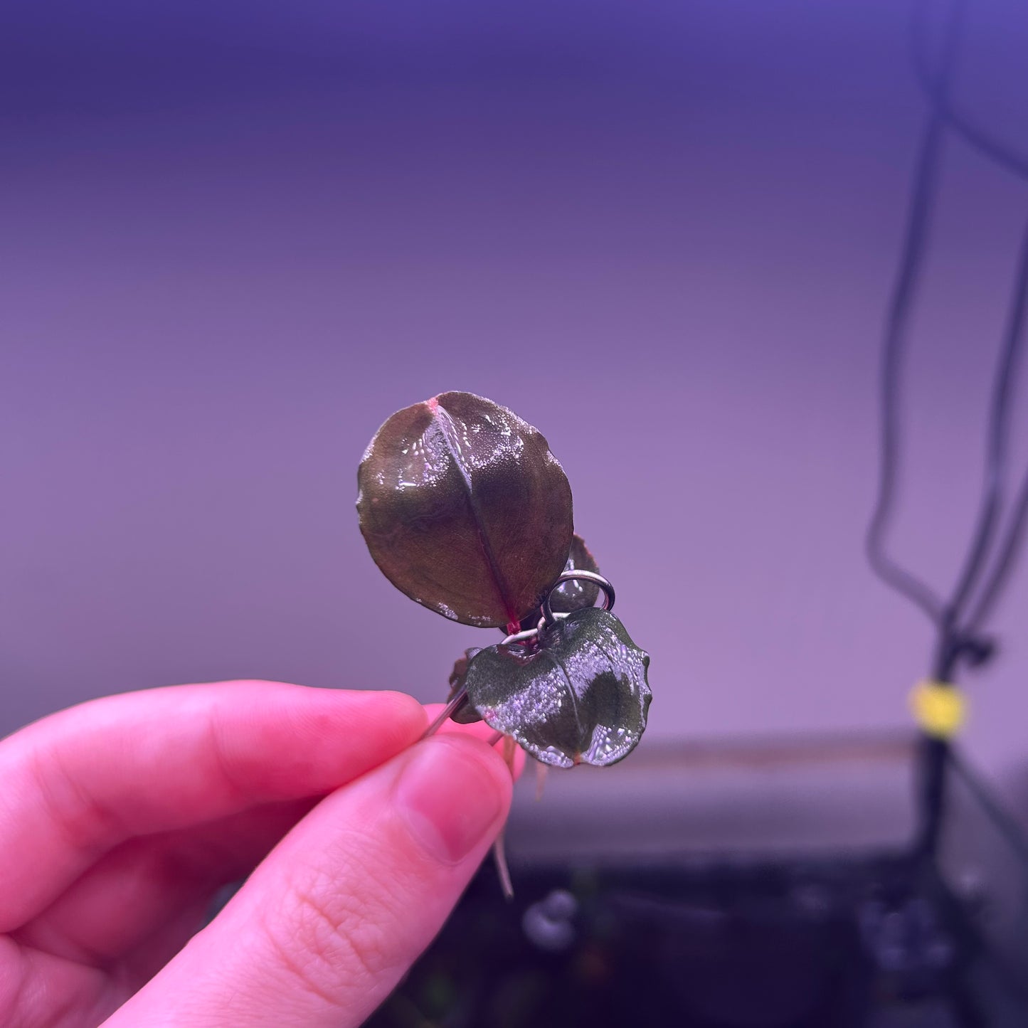 Bucephalandra Balloon - Rare ★