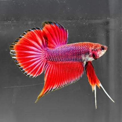 Betta Red Splenden Wild Pair 4cm