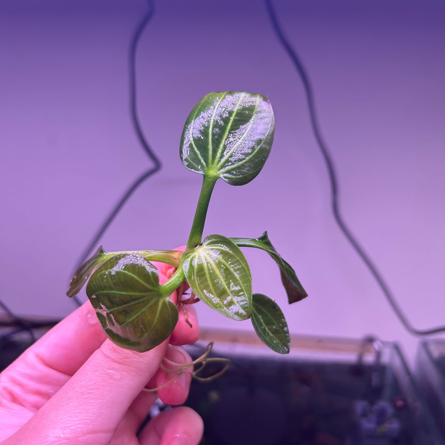 Echinodorus Iguazu 2009 ★