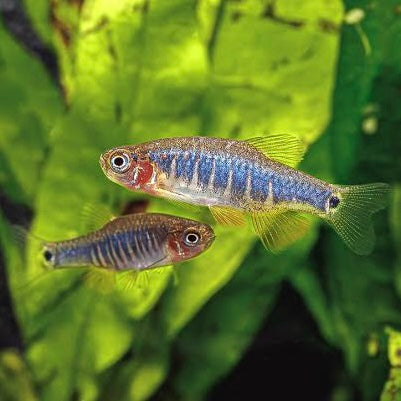 Emerald Dwarf Rasbora 2cm