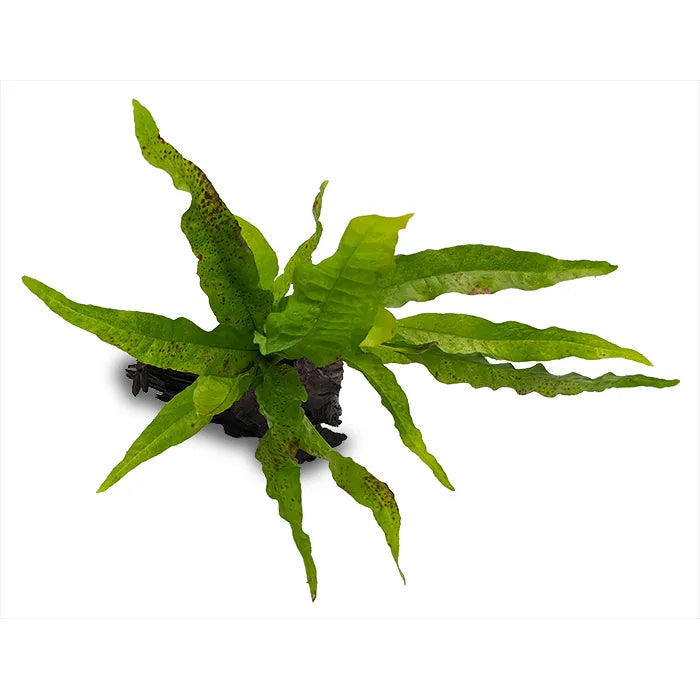 Java Fern Microsorum Indo - Medium Driftwood