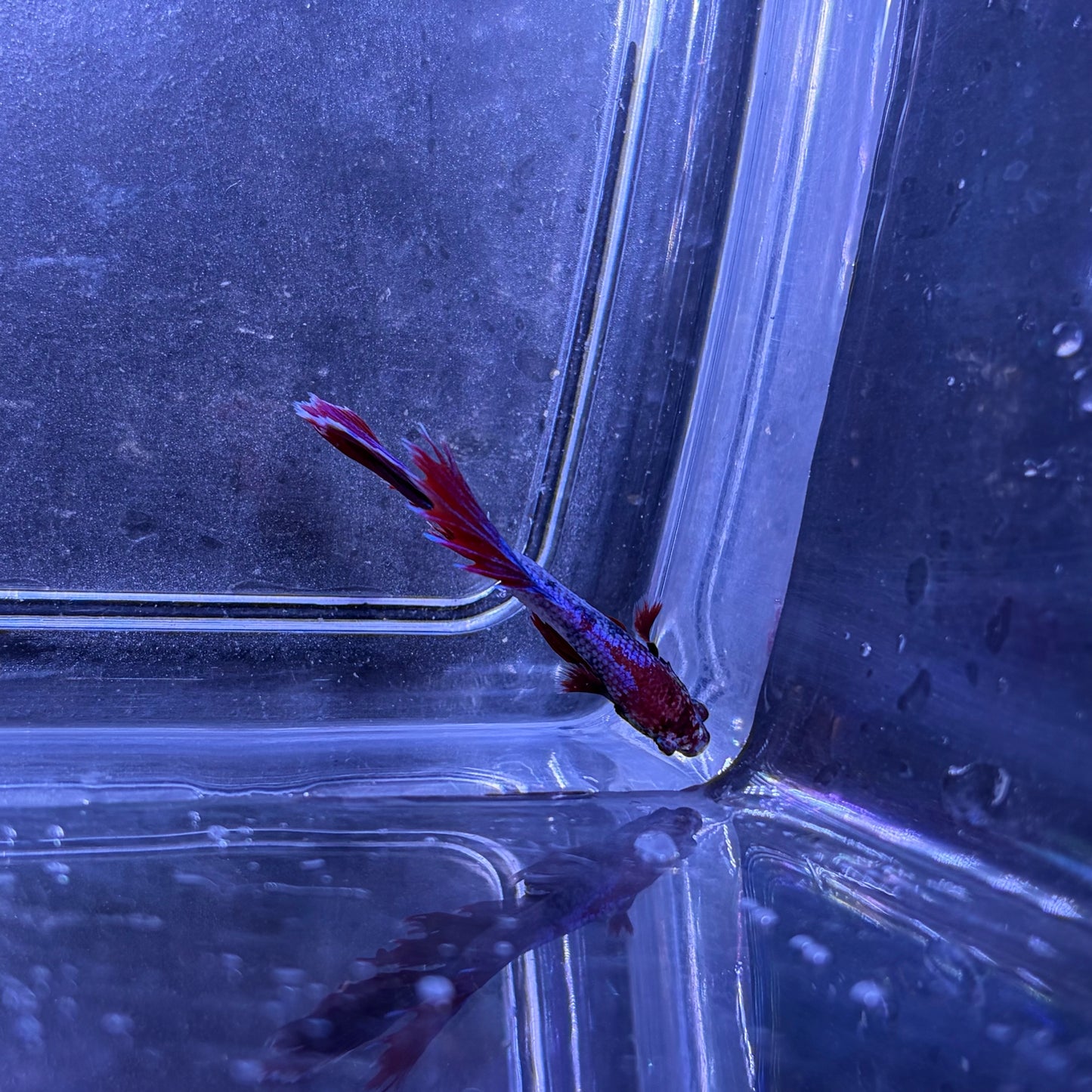 Super Delta Tail Male Betta 3.5cm (J)