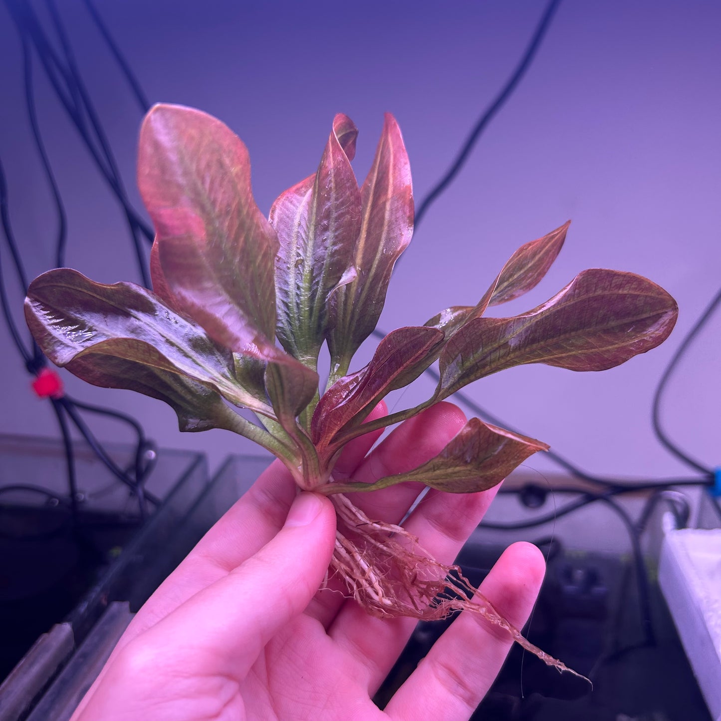 Echinodorus Hadi Red Pearl