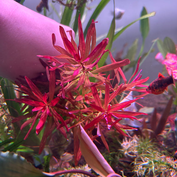 Ludwigia var. verticillata Meta - 1x Stem ★