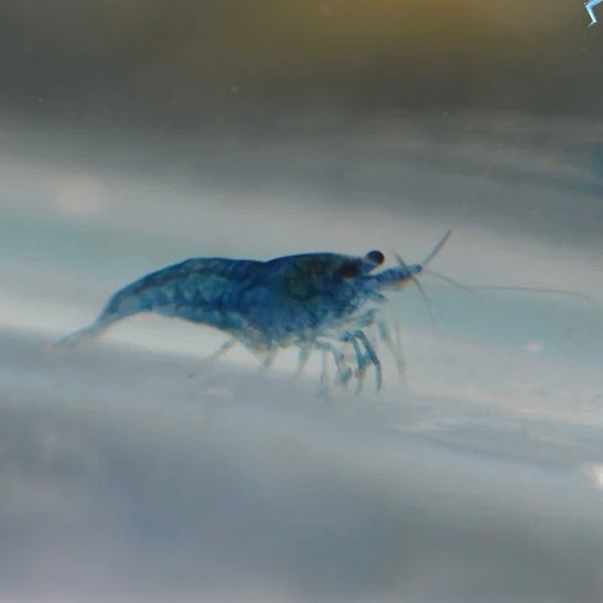 Blue Dream Cherry Shrimp 1cm Mix Grade (Group of 5)