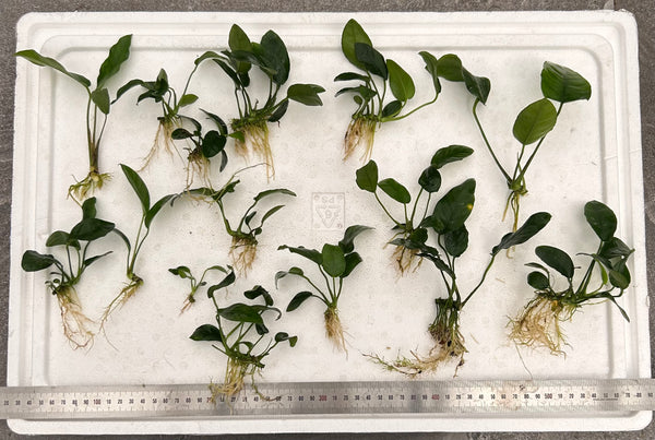 Anubias Packs Small - Large
