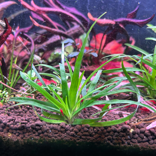 Eriocaulon Vietnam - Aquarium Aquatic Fish Tank Plant