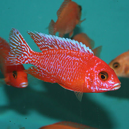 Strawberry Peacock Cichlid 5cm